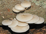 Oudemansiella mucida