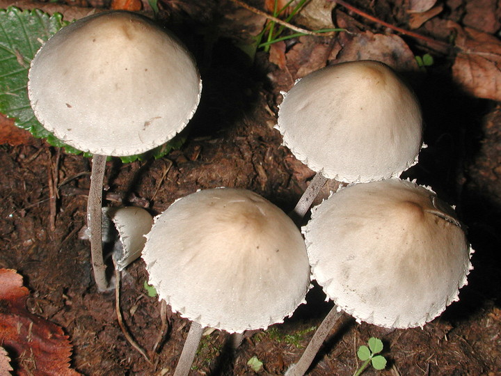 Panaeolus sphinctrinus