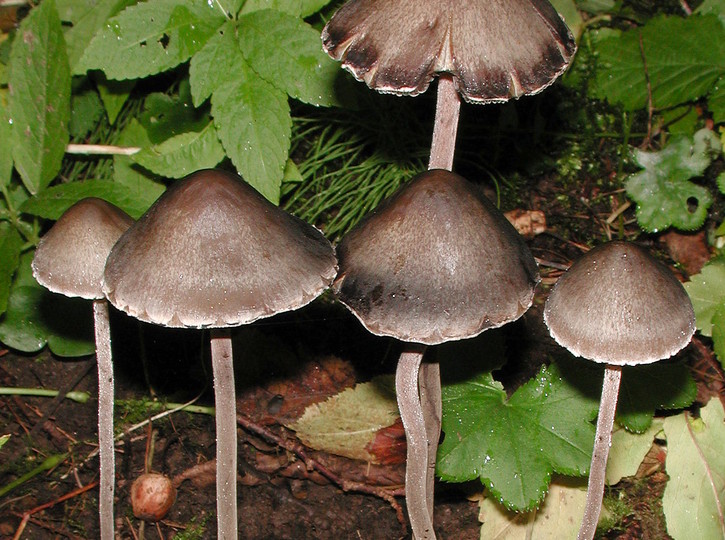 Panaeolus sphinctrinus