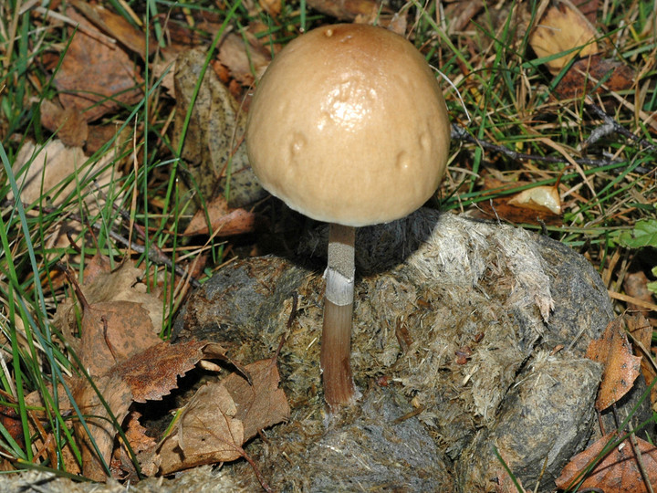 Panaeolus semiovatus