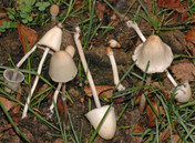 Panaeolus semiovatus