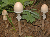 Panaeolus semiovatus