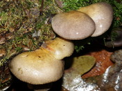 Panellus serotinus