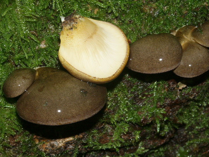 Panellus serotinus