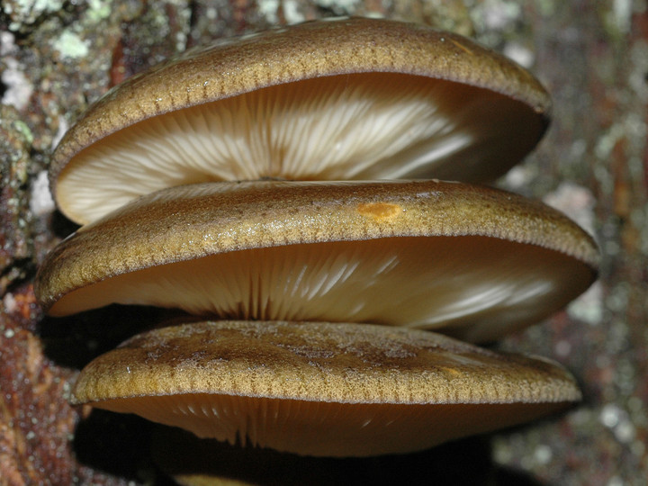 Panellus serotinus