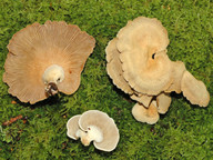 Panellus stipticus