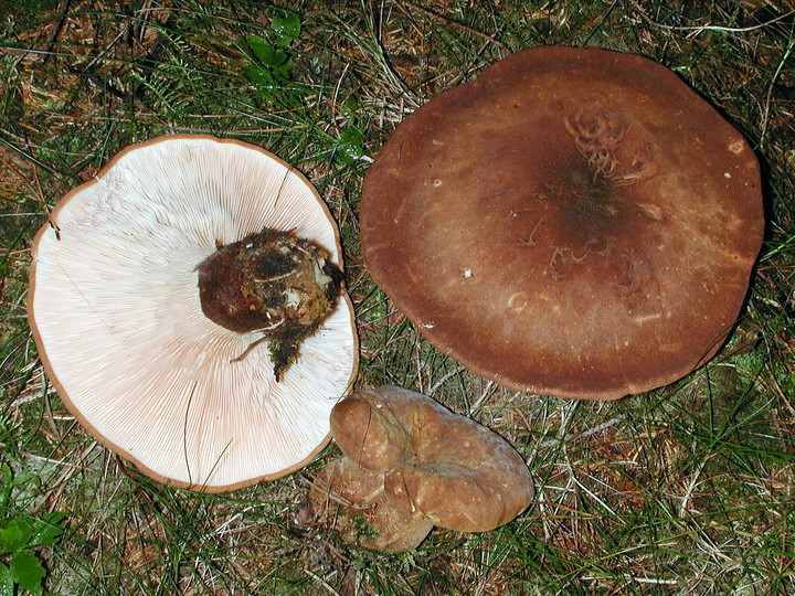 Paxillus atrotomentosus