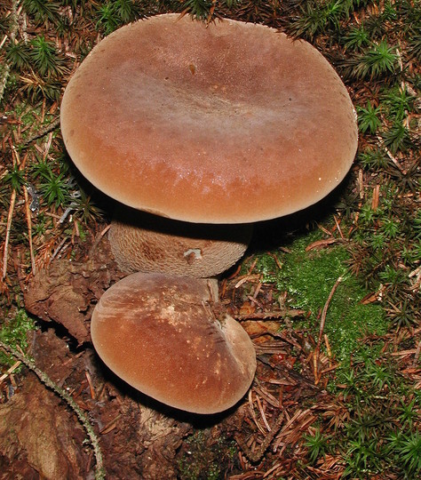 Paxillus atrotomentosus