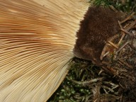 Paxillus atrotomentosus