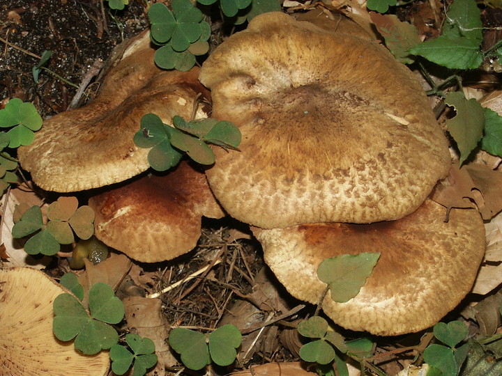 Paxillus filamentosus