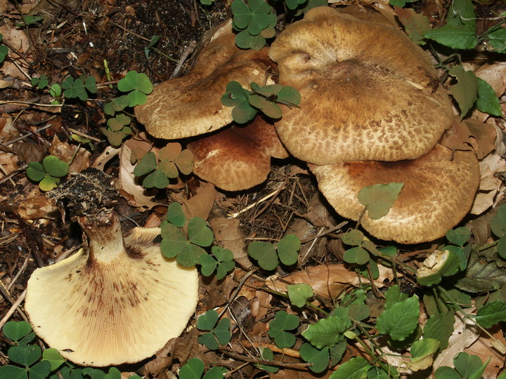 Paxillus filamentosus