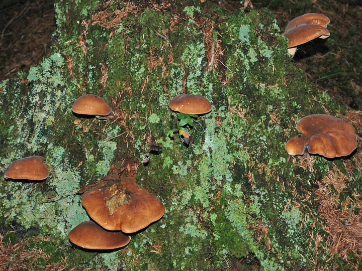 Paxillus atrotomentosus