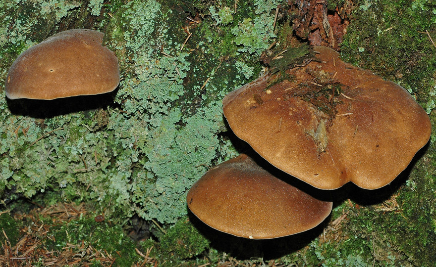 Paxillus atrotomentosus