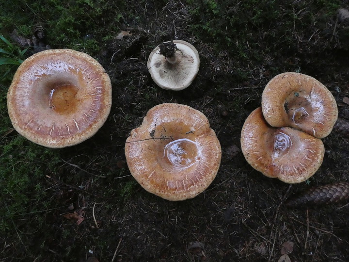 Paxillus involutus