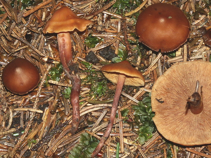 Phaeocollybia jennyae