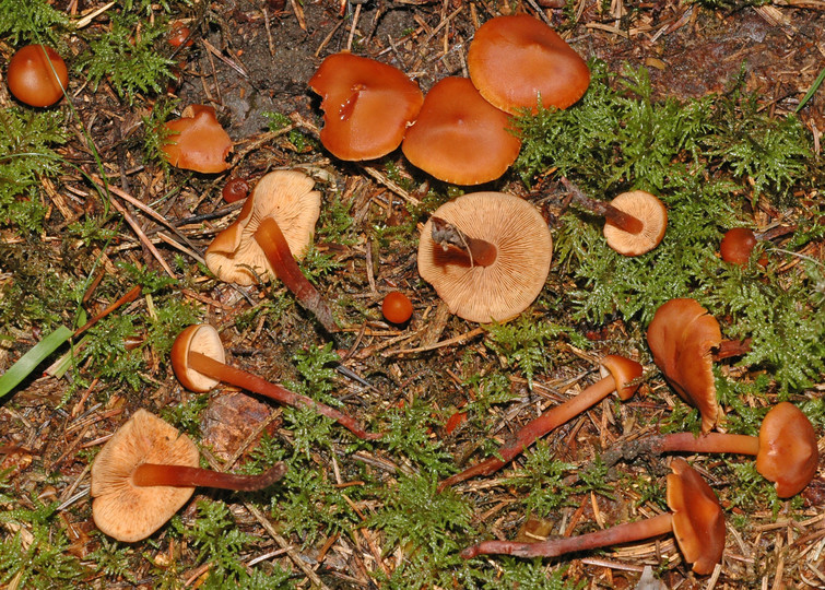 Phaeocollybia jennyae