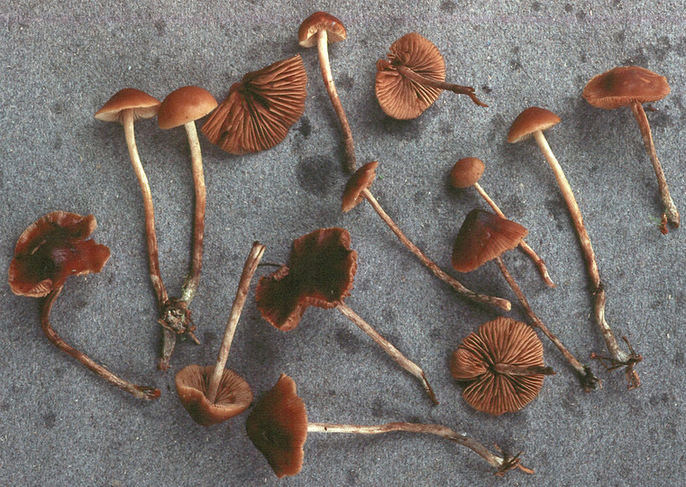 Phaeogalera medullosa