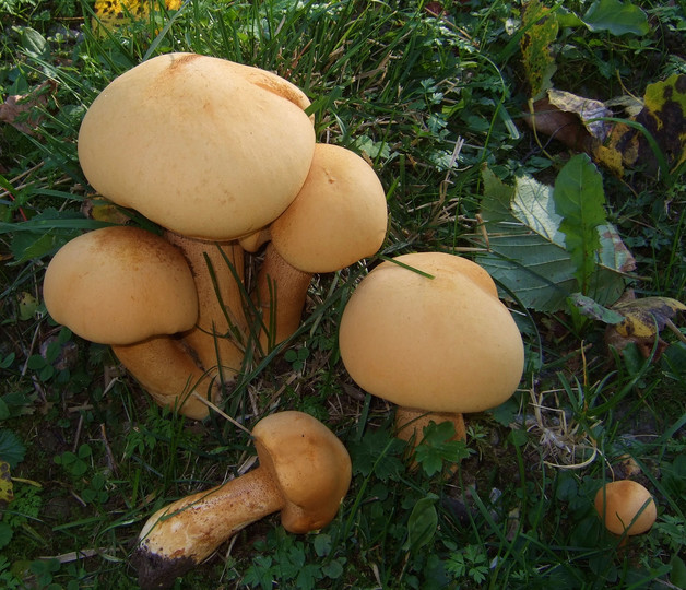 Phaeolepiota aurea