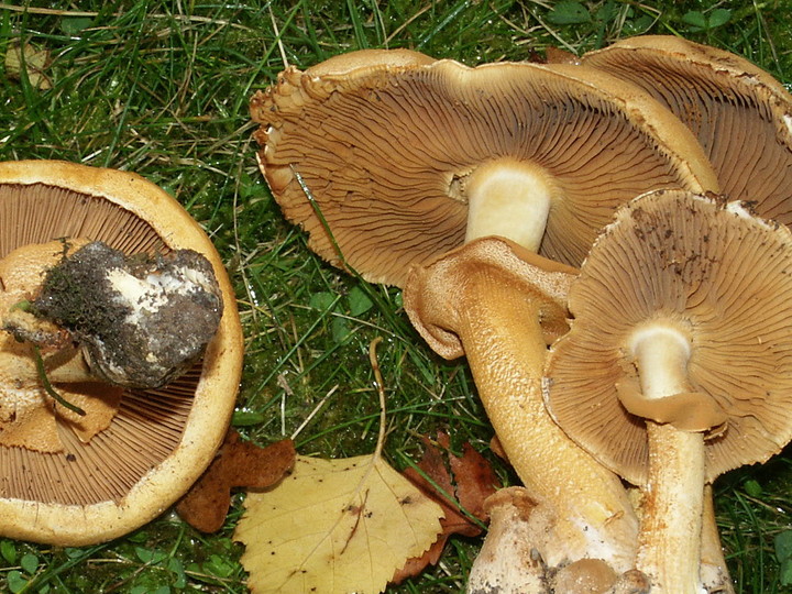 Phaeolepiota aurea