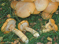 Phaeolepiota aurea