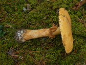 Phaeolepiota aurea