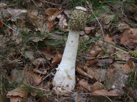 Phallus impudicus