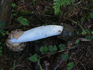 Phallus impudicus