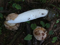 Phallus impudicus