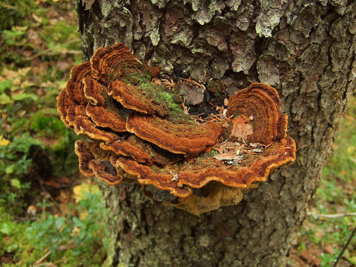 Phellinus chrysoloma