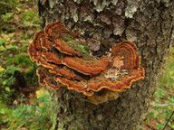 Phellinus chrysoloma