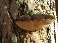 Phellinus pini