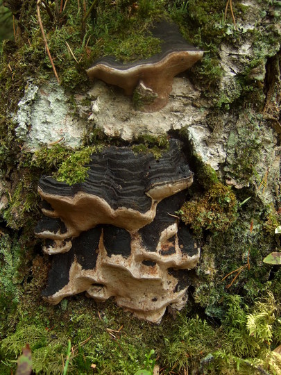 Phellinus nigricans