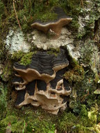 Phellinus nigricans