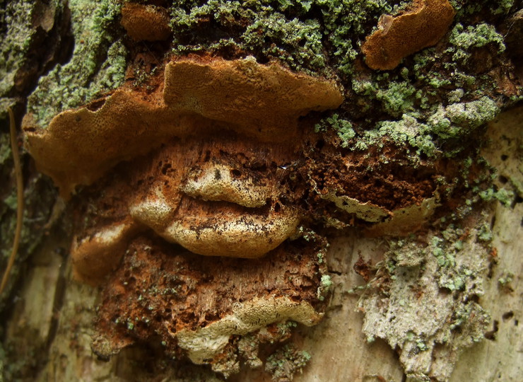 Phellinus chrysoloma