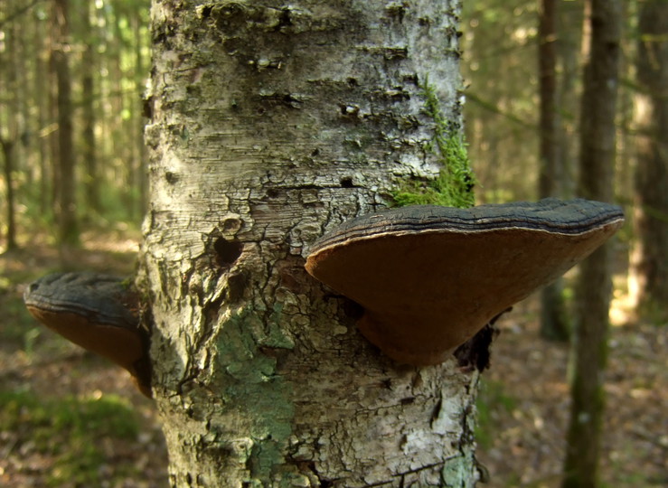 Phellinus nigricans