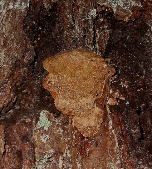 Phellinus pini