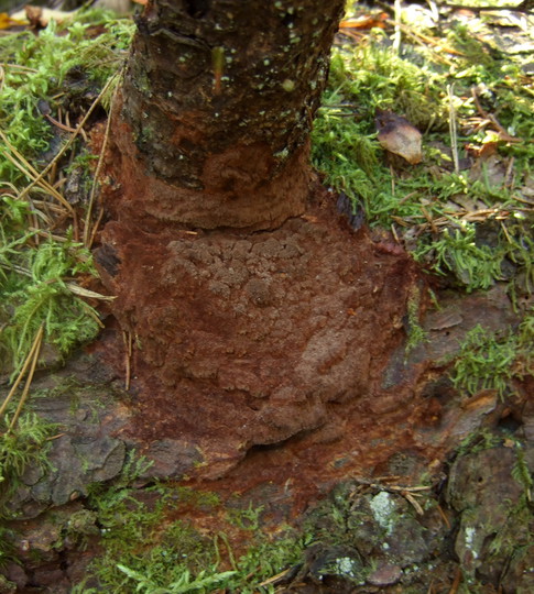 Phellinus ferrugineofuscus