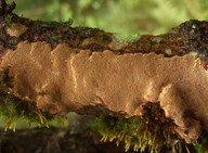 Phellinus ferruginosus