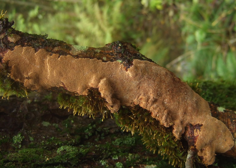 Phellinus ferruginosus