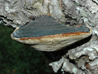 Phellinus nigricans