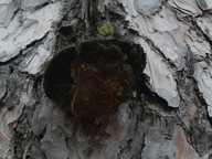 Phellinus pini