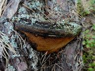 Phellinus pini