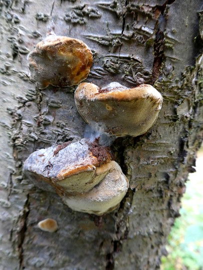 Phellinus pomaceus