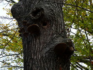 Phellinus robustus