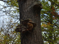 Phellinus robustus