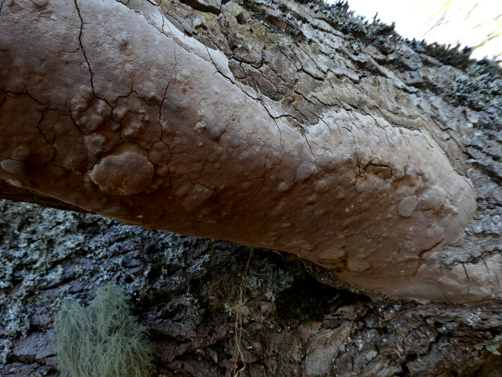 Phellinus punctatus