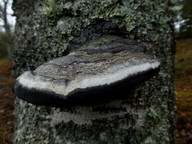 Phellinus cinereus