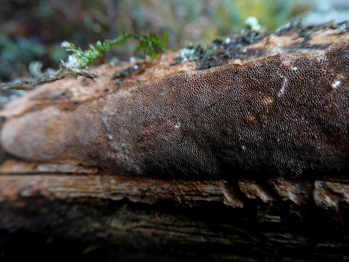 Phellinus viticola