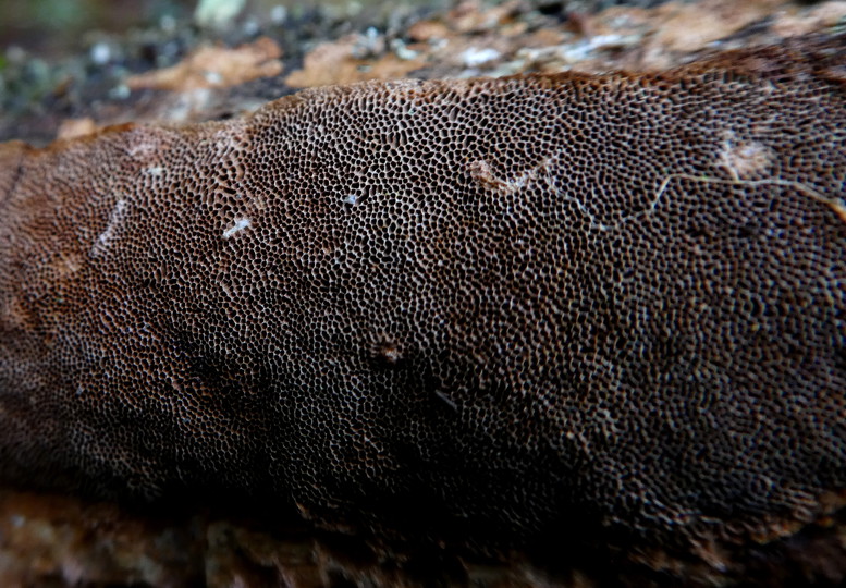 Phellinus viticola