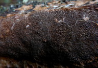 Phellinus viticola